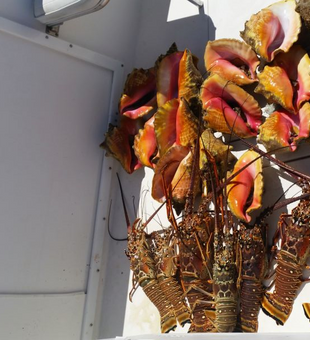 Bahamas bites on the line